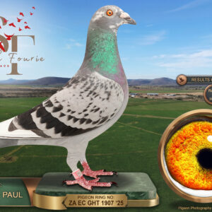 LOT 39: ZA 25 GHT 1907 (C) – ENTERED BY: JACKIE + PAUL – 7TH RACE 4 – 58TH ACE PIGEON – 78TH FINAL RACE – A check pied cock bred from a Bak 17/Out of Africa/Tom Lock sire, paired to a Wedderburn hen whose parents include a Middelburg winner and a Gauteng Combine winner against approximately 6,000 pigeons – SEE PEDIGREE !!!