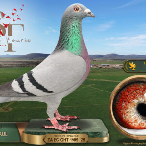 LOT 1: ZA 25 GHT 1909 (C) - ENTERED BY: JACKIE + PAUL - 1ST FINAL RACE - 44TH ACE PIGEON - The Smith Fourie One Loft 2026 final winner over 674 km, combining Tom Lock and Painter/Putterie breeding. THE SIRE: ZA 19 OOA 131, from “INCA’S GOLD” and a Tom Lock hen carrying “GOLDEN HANDLER” ancestry. THE DAM: ZA 19 TRPF 1213, “BLUE BLISS”, bred from “BLUE WIZARD”, sire of seven winners with five different hens, and “MISS BLISS”, a union winner. The pedigree also records a full sibling placed 3rd in an 820 km Cradock final - SEE PEDIGREE !!!