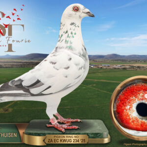 LOT 92: ZA 25 KWUG 234 (C) – ENTERED BY: JOHAN OOSTHUISEN – A grizzle cock bred from cock 3436 and hen 08781/2019. THE DAM is recorded as 16th Ace in the racing loft in 2020 and combines Belgian Grizzle and Van Hee ancestry. – SEE PEDIGREE !!!