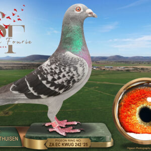 LOT 75: ZA 25 KWUG 242 (H) – ENTERED BY: JOHAN OOSTHUISEN – A check white-flight hen bred from Slang van Zyl’s Van Hee cock 113383/2018 and Gerhard van Niekerk’s Busschaert / Vandenabeele hen 793/2021, recorded as a Williston JO Union winner in 2022. A full sister by the recorded pairing to KWUG 241. – SEE PEDIGREE !!!