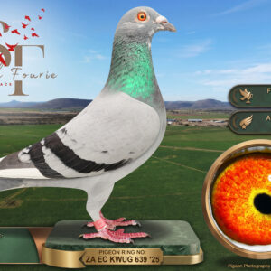 LOT 19: ZA 25 KWUG 639 (C) - ENTERED BY: JJJ - 5TH FINAL RACE - A blue-bar pied cock bred by JJJ, finishing 5th in the 674 km final and 12th Ace Pigeon at Smith Fourie One Loft 2026. - SEE PEDIGREE !!!