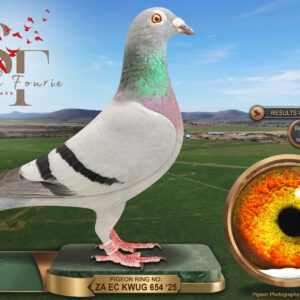 LOT 18: ZA 25 KWUG 654 (H) - ENTERED BY: JJJ - 3RD RACE 6 - A blue-bar hen bred by JJJ, finishing 3rd in Race 6 over 598 km at Smith Fourie One Loft 2026. THE SIRE: 1539. The pedigree’s dam position records 09250. The supplied pedigree identifies the parent pairing but provides no strain, parent years or further ancestry - SEE PEDIGREE !!!