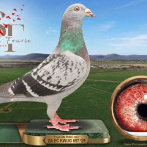 LOT 89: ZA 25 KWUG 657 (H) – ENTERED BY: JJJ – 32ND RACE 6 – 85TH FINAL RACE – A check hen bred from cock 1315 and hen 2798. The best recorded placing came in Race 6 over 598 km. – SEE PEDIGREE !!!