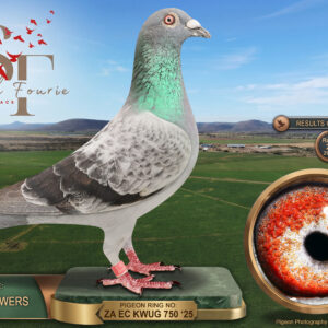 LOT 16: ZA 25 KWUG 750 (C) - ENTERED BY: AUSTIN POWERS - 2ND RACE 1 - A check cock bred by Andrew Austin, finishing 2nd in Race 1 over 294 km at Smith Fourie One Loft 2026. THE SIRE: 186555/2019, bred by Alwyn Raubenheimer. THE DAM: 186667/2019, recorded as Duits × Marcel, with race placings of 7th Springs, 15th Theunissen and 18th Kroonstad. A pairing bringing together Raubenheimer breeding and a dam with recorded racing performances - SEE PEDIGREE !!!