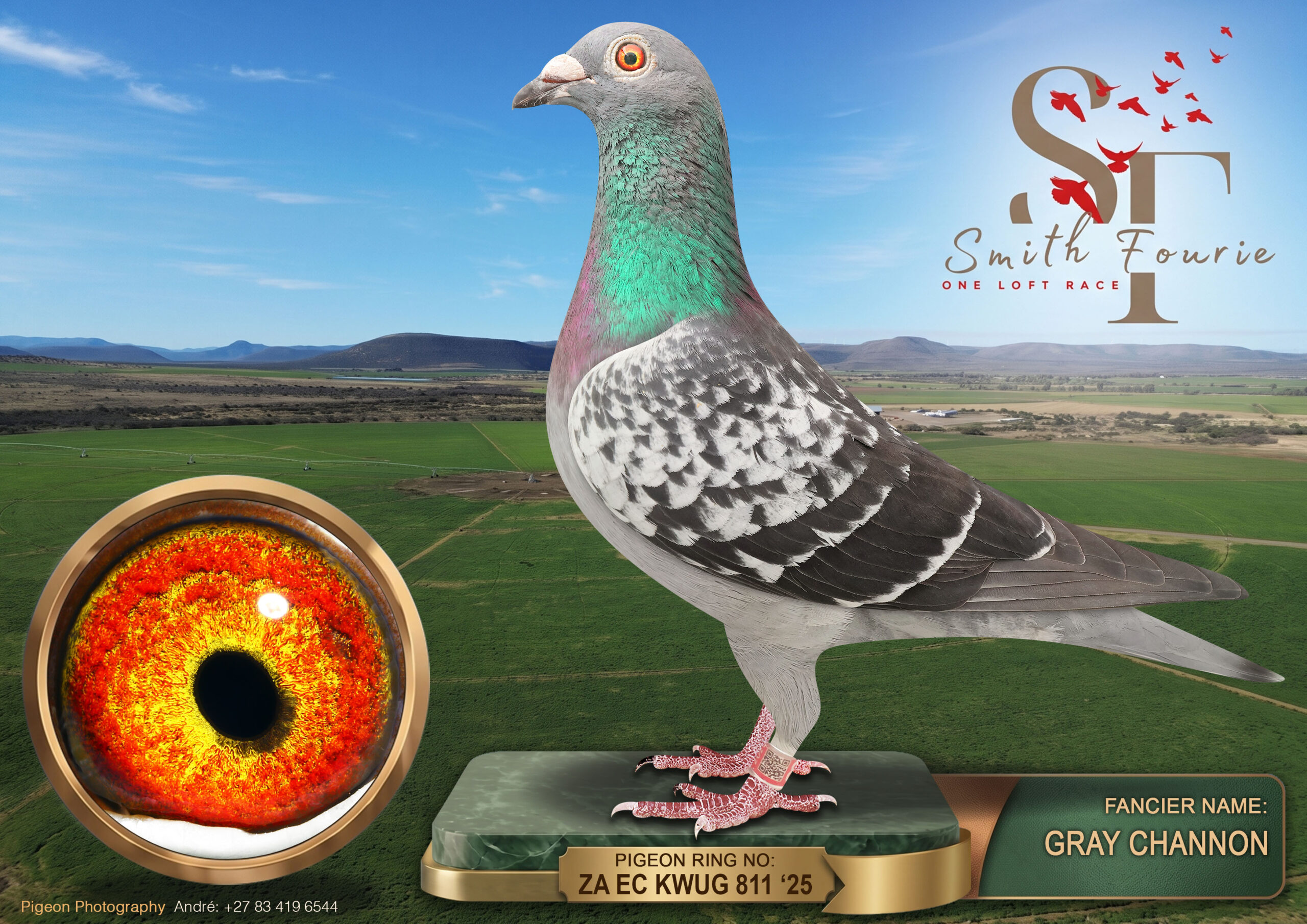 LOT 90: ZA 25 KWUG 811 (H) – ENTERED BY: GRAY CHANNON – 63RD FINAL RACE – A check hen recorded in the supplied pedigree as Putterie cross. The pedigree identifies the bird and breeder but does not record either parent. – SEE PEDIGREE !!!