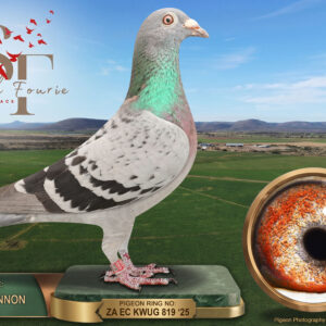LOT 70: ZA 25 KWUG 819 (H) – ENTERED BY: GRAY CHANNON – 30TH RACE 1 – A blue-check hen recorded as Putterie breeding. Completed the Smith Fourie 2026 series, including 30th in the opening race over 294 km and 43rd in Race 6 over 598 km. – SEE PEDIGREE !!!