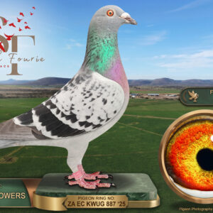 LOT 31: ZA 25 KWUG 887 (H) – ENTERED BY: AUSTIN POWERS – 15TH ACE PIGEON – 28TH RACE 6 – 50TH FINAL RACE – A blue-check hen bred by Andrew Austin from cock 471, combining Dawid Ferreira and Ruben van Heerden breeding, paired to hen 670 bred by Alwyn Raubenheimer – SEE PEDIGREE !!!