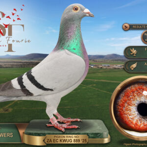 LOT 6: ZA 25 KWUG 889 (H) - ENTERED BY: AUSTIN POWERS - 9TH FINAL RACE - 3RD ACE PIGEON - 2ND RACE 6 - A blue-bar hen bred by Andrew Austin, achieving 3rd Ace Pigeon, 2nd in the 598 km Race 6 and 9th in the 674 km final. THE SIRE: 254191/2020, bred by Alwyn Raubenheimer. THE DAM: 479, bred by Andrew Austin from cock 2762 and hen 254254/2020, both bred by Alwyn Raubenheimer. A top-three Ace Pigeon combining Austin and Raubenheimer breeding - SEE PEDIGREE !!!