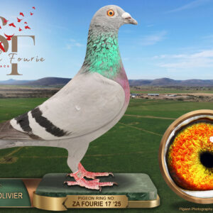 LOT 104: ZA 25 FOURIE 17 (C) – ENTERED BY: FOURIE & OLIVIER – A blue-bar cock combining Vandenabeele, Jan Hooymans, Chris van Staden and Rik Cools breeding. THE SIRE is the double winner “5214”. THE DAM, “KAROO 227”, carries “1074”, nestmate to Fourie Hokke’s noted stock cock “1073”, paired to Rik Cools hen “808”. – SEE PEDIGREE !!!