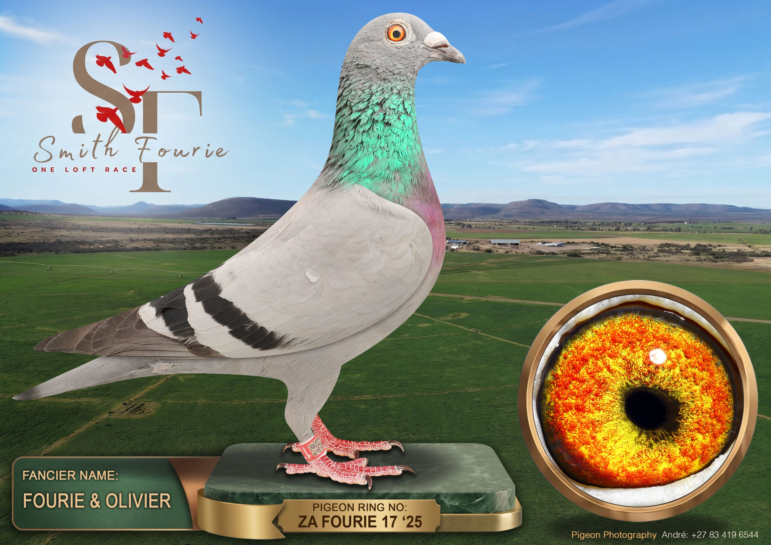 LOT 104: ZA 25 FOURIE 17 (C) – ENTERED BY: FOURIE & OLIVIER – A blue-bar cock combining Vandenabeele, Jan Hooymans, Chris van Staden and Rik Cools breeding. THE SIRE is the double winner “5214”. THE DAM, “KAROO 227”, carries “1074”, nestmate to Fourie Hokke’s noted stock cock “1073”, paired to Rik Cools hen “808”. – SEE PEDIGREE !!!