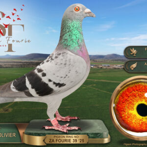 LOT 23: ZA 25 FOURIE 39 (H) - ENTERED BY: FOURIE & OLIVIER - 10TH FINAL RACE - 10TH ACE PIGEON - A blue-check hen that achieved 10th place in a tough Smith Fourie OLR 2026 final. THE SIRE: ZA 23 KWUM 22, inbred for stock from “1130” and “0125”, a double winner and 9th best pigeon in the NOK Union in 2017. THE DAM: ZA 23 KWUM 33, linebred for stock from “1073”, a producer of club and union winners, and “KAROO 227”. The pedigree combines Chris van Staden, Tom Lock, Van Moorsel, Vandenabeele, Koopman, Jan Hooymans and Rik Cools ancestry - SEE PEDIGREE !!!