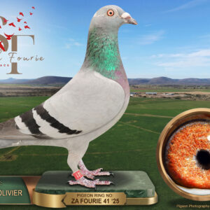 LOT 79: ZA 25 FOURIE 41 (H) – ENTERED BY: FOURIE & OLIVIER – 75TH FINAL RACE – A blue-bar hen combining Koopman and Rik Cools breeding. THE SIRE descends from Fourie Hokke’s foundation Koopman cock “908”. THE DAM is bred from Rik Cools birds “328” and “808”, carrying the Leo × Julia and Prinses families. – SEE PEDIGREE !!!