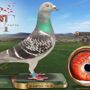 LOT 52: ZA 26 GAMTOOS 1743 (C) – ENTERED BY: EDDIE FERREIRA – 28TH ACE PIGEON – 18TH RACE 1 – 19TH RACE 6 – Bred from two Diaz performers: the sire finished 8th Ace and the dam 6th Ace. Combines Tom Lock, Hardy Kruger, Birdy and SAMDPR bloodlines. – SEE PEDIGREE !!!