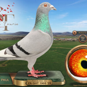LOT 49: ZA 25 GHT 1905 (C) – ENTERED BY: JACKIE + PAUL – 14TH RACE 2 – 18TH RACE 5 – 41ST FINAL RACE – 60TH ACE PIGEON – A blue-bar pied cock bred from a Mark Gilbert-line sire that finished 17th in the East Cape Loft Final, paired to a Janssen/Van der Wegen and Out of Africa hen carrying “MET EIJS,” “CARELLYS GOLD” and “ONE LOFT LEGEND” – SEE PEDIGREE !!!