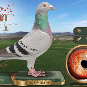 LOT 12: ZA 25 GHT 1906 (H) - ENTERED BY: JACKIE + PAUL - 4TH FINAL RACE - 6TH ACE PIGEON - A hen from Strowan Loft combining Mark Gilbert, Janssen, Van der Wegen and Out of Africa breeding. THE SIRE: ZA 21 BOUD 1662, which finished 17th in the East Cape Loft final in 2022, bred from two pigeons recorded as Mark Gilbert. THE DAM: ZA 20 266199, bred from “MET EIJS”, a Janssen × Van der Wegen breeder, and “CARELLYS GOLD”, carrying “GOLDEN BLUE”, “MRS MUSCLE”, “CARELLYS BLUE” and “ONE LOFT LEGEND” ancestry - SEE PEDIGREE !!!