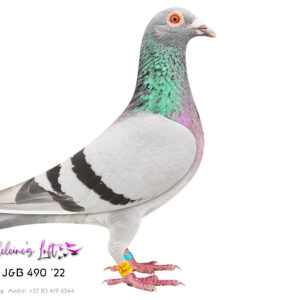 Lot 22 – 490 ZA J&B 2022 (C) - Very good racer on the North Route EPPU. 55th BEST BIRD NORTH ROUTE EPPU – 2023, 97th BEST BIRD SHORT DISTANCE EPPU - 2023, 23rd EPPU Springfontein 2 - 2023, 4th EPPU Ventersburg 2 - 2023, 31st EPPU Gariepdam 2 - 2023, 30th EPPU Middelburg 2 - 2024, Bred 712 ZAOP 2025 Sire 82937 ZA 18 – Bred from Braveheart & Queen of All – Is the sire of dam to 05803 (Lot 10) mated to click hen of Turbo Kittel 82478 Dam 9121 PWDU 2020 Bred by Turbo Pride & Queen of All lineage. - SEE PEDIGREE !!!