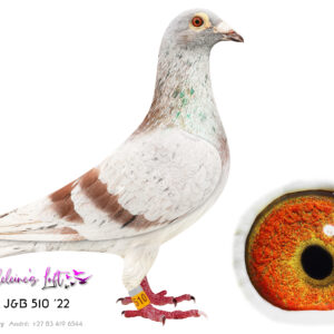 Lot 26 – 510 ZA J&B 2022 (C) – These genectics caused havoc in the EPPU and are now widely known due to the performances achieved by Madeleine’s Loft. 22nd EPPU Gariepdam 1; 1177b; 1523mpm - 2023. Bred some of the best Yearlings for 2026 mated to 0688 ZA OP/BPK '17. Bred 6407, 915 & 743. Super yearlings scoring in most races Top 100 EPPU. Full brother to LITTLE BOY (Sold for 250k), The LITTLE BOY PAIR bred 6x EPPU winners in 2 seasons of which 2 birds are currently provisionally SANPO GOLD & BRONZE Middle distance and All distances 2026. - SEE PEDIGREE !!!