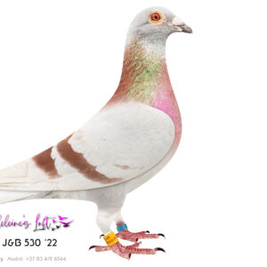 Lot 28 – 530 ZA J&B 2022 (C) - Sire is full brother to TURBO KITTEL; 78th BEST BIRD MIDDLE DISTANCE EPPU 23; 25th EPPU Bloemfontein 1 23; 39th EPPU Edenburg 23; 81st EPPU Tierpoort 1 24; 95th EPPU Gariepdam 2 24 Bred 6415 5x Top 100 EPPU 2026. Super racing bird on short and long distance races. Sire 1102 CRU 2021 – Full brother to Turbo Kittel - This lineage has bred the Brown Jacket winner Afrikapro 2026 for Louis Botha. Dam 1131 CRU 2021 – Bred from the Turbo Tom lines of Braveheart & Queen of All. - SEE PEDIGREE !!!