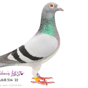 Lot 8 – 534 ZA J&B 2022 (C)  - Sire is full brother to famous Turbo Kittel Sire and dam were champion racers and bred champion birds for du Preez & Deetlefs. Progeny were entered into OLR lofts like Vic Falls, CPL and Afrikapro. 534 was bred as stock for Madeleine's Loft by John du Preez. Sire 9060 PWDU 2020 – A prolific racer for du Preez & Deetlefs. 2x Winner and 2 nd Best Bird Middle Distance PWDU. Full brother to Turbo Kittel. Sold for R173000,00 on du Preez & Deetlefs auction. Dam 10055 PWDU 2020 – From a linage that has produced numerous winners and excellent birds. - SEE PEDIGREE !!!