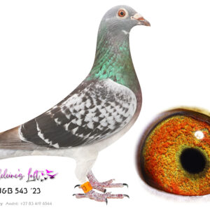 Lot 7 – 543 ZA J&B 2023 (H) – Bred from some of the best Kittel & Best Kittel bloodlines available in SA. The pedigree is the proof. 543 is sharing the same dam with Lot 9 (495) - SEE PEDIGREE !!!