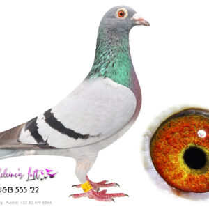 Lot 14 – 555 ZA J&B 2022 (H) - Inbred Turbo Tom. Bred by John du Preez. Inbred to super hen 8267 ZA 07 - A Inbred Turbo Tom hen. Many famous birds like Erich, Braveheart, Supreme Turbo and Jason in the pedigree. - SEE PEDIGREE !!!