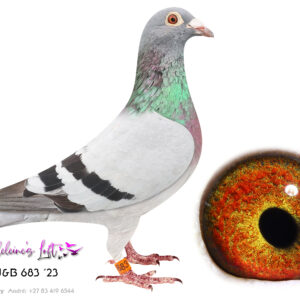 Lot 17 – 683 ZA J&B 2023 (H) - Bred by John du Preez. Some of the best Turbo Tom, Oswald and Piet Steenkamp genetics in one bird. Great OLR linage. - SEE PEDIGREE !!!