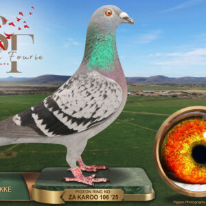 LOT 78: ZA 25 KAROO 106 (H) – “LIGHTNING STRIKE” – ENTERED BY: KAROO HOKKE – 64TH FINAL RACE – A check hen combining Karoo Putterie, Clausing and Tom Lock lines. THE SIRE, “KLOK-IN”, was 27th Final and 27th Ace at CPL 2020. THE DAM, “SHADOW”, was 12th Ace and 56th Final at Diaz. – SEE PEDIGREE !!!