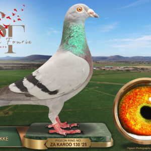 LOT 95: ZA 25 KAROO 130 (C) – “BLUE LEGEND” – ENTERED BY: KAROO HOKKE – 23RD FINAL RACE – A blue-bar cock combining linebred Superbreeder 810 Sablon genetics with Tom Lock breeding. THE SIRE is “810 FINE TUNED”. THE DAM, “HERMIENA”, carries concentrated Juan 2 × Hermien ancestry. – SEE PEDIGREE !!!