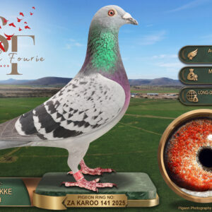 LOT 7: ZA 25 KAROO 141 (H) - ENTERED BY: KAROO HOKKE - 4TH ACE PIGEON - 1ST MONEY ACE - 3RD LONG DISTANCE MONEY ACE - 18TH RACE 4 - “GOLDEN DREAM”, a blue-check pigeon combining Sablon, George Oswald, Koopman and Hooymans breeding. THE SIRE: DV 05001 17 452, “ANGELINA JOLIE”, sire of “MR MAGOO”, best bird at club, federation and combine level in 2019, and six club winners. THE DAM: ZA 22 KARO 010, a three-time club winner in 2023, from “300” × “RUBEN’S GIFT”. Further ancestry includes “LIMOGES”, “KRUGER RAND”, “GINX”, “MORA” and “HILL DO IT” - SEE PEDIGREE !!!