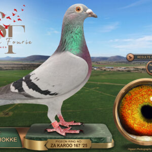 LOT 25: ZA 25 KAROO 167 (H) - ENTERED BY: KAROO HOKKE - 1ST RACE 4 - “WARRIOR”, a blue-bar Sablon / Tom Lock pigeon combining the SUPERBREEDER 810 family with the “JUAN 2” and “HERMIEN” lines. THE SIRE: ZA 22 VPU 3354, “810 FINE TUNED”, linebred to four breeding children of SUPERBREEDER 810 through “DOUBLE 810” and “DOUBLE CHEEKY”. THE DAM: ZA 21 KARO 107, “HERMIENA”, bred for stock from “FED X UNION WINNERS” and a direct daughter of “JUAN 2” × “HERMIEN”. A pedigree carrying one-loft final-winning ancestry, federation-winning breeding and established Tom Lock producers - SEE PEDIGREE !!!