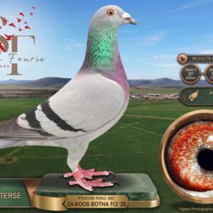 LOT 9: ZA 25 KBOTHA 113 (H) - ENTERED BY: JACKIE PIETERSE - 8TH ACE PIGEON - 5TH RACE 3 - 10TH RACE 4 - 11TH RACE 6 - A check hen from Koos Botha breeding, combining Tom Lock, Jannie Nel and Stichelbaut/Janssen ancestry with SANPO medal-winning families. THE SIRE: ZA 21 OP 7629, a full brother to “311”, best cock in the EPPU in 2019, from “DIE MAK COCK” × ZA 10 BPF/D 08851. THE DAM: ZA 21 BPFD 3430, from a double winner and federation winner bred out of the R150,000 pair, paired with a half-sister to SANPO gold medal winner “MAMMA” - SEE PEDIGREE !!!