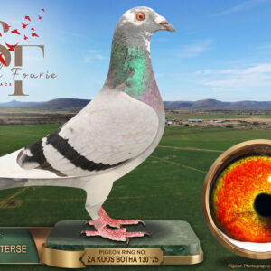 LOT 59: ZA 25 KBOTHA 130 (H) – ENTERED BY: JACKIE PIETERSE – 37TH ACE PIGEON – 40TH FINAL RACE – A blue-bar pied hen combining Jannie Nel and Dirk van den Bulck breeding through the sire, with Koos Botha’s proven “8317” × “7839” family through the dam. – SEE PEDIGREE !!!