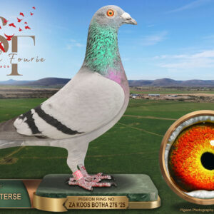 LOT 97: ZA 25 KBOTHA 276 (H) – ENTERED BY: JACKIE PIETERSE – 48TH RACE 6 – A blue-bar hen combining Koos Botha, Tom Lock and De Rauw Sablon lines. THE SIRE brings King Tom and “DIAZ”, 3rd Diaz Final 2013. THE DAM comes from the family of the best EPPU Union cock in 2019. – SEE PEDIGREE !!!