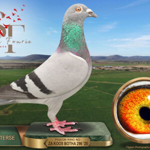 LOT 98: ZA 25 KBOTHA 296 (C) – ENTERED BY: JACKIE PIETERSE – 42ND RACE 3 – A check cock combining Koos Botha, Tom Lock/Sablon and Kittel-cross lines. THE SIRE is a son of “EAGLE EYE”, 1st Diaz Ace Pigeon 2015. THE DAM, “LEXINGTON”, brings Dirk van den Bulck, Best Kittel and Porsche 911 ancestry. – SEE PEDIGREE !!!