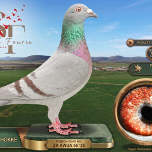 LOT 34: ZA 25 KWUA 55 (H) – ENTERED BY: BLOU BUL HOKKE – 16TH FINAL RACE – 10TH RACE 5 – 21ST RACE 6 – 25TH ACE PIGEON – An opal hen bred from inbred ZA 18 NOK 1475 and blue-bar hen ZA 16 SU-P 2507, with Golden Boy Janssen, Slimme Putterie and Opal White Flight Janssen ancestry – SEE PEDIGREE !!!