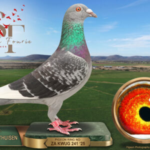 LOT 65: ZA 25 KWUG 241 (H) – ENTERED BY: JOHAN OOSTHUISEN – 50TH ACE PIGEON – A check-pied hen bred from Slang van Zyl’s Van Hee cock 113383/2018 and Gerhard van Niekerk’s Busschaert / Vandenabeele hen 793/2021, recorded as a Williston JO Union winner in 2022. – SEE PEDIGREE !!!