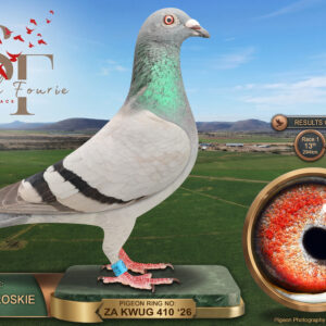 LOT 47: ZA 26 KWUG 410 (H) – ENTERED BY: JOHAN TROSKIE – 12TH RACE 5 – 13TH RACE 1 – 29TH FINAL RACE – 41ST ACE PIGEON – A blue-bar hen bred from sire 3147/2020, carrying Harry Eijerkamp and Boertjie Nel ancestry, paired to dam 278042 from Van Heerden and Dawid Ferreira breeding – SEE PEDIGREE !!!