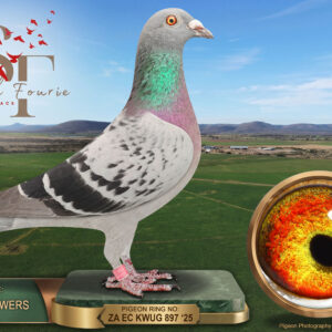 LOT 71: ZA 25 KWUG 897 (H) – ENTERED BY: AUSTIN POWERS – 38TH RACE 5 – A hen bred by Andrew Austin from two Norman Phillips pigeons, sire 19352 and dam 109343. Completed the Smith Fourie 2026 series, finishing 66th in the Final. – SEE PEDIGREE !!!