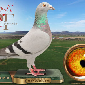 LOT 94: ZA 25 KWUM 945 (H) – ENTERED BY: FOURIE & OLIVIER – A blue-bar hen combining Tom Lock and the 810 Sablon Collection. THE SIRE, “KWUM 77”, is bred from the double winner “3961” and the “WIT OOG HEN”. THE DAM, “KAROO 118”, carries Brother Dream and JBM’s Girl breeding. – SEE PEDIGREE !!!