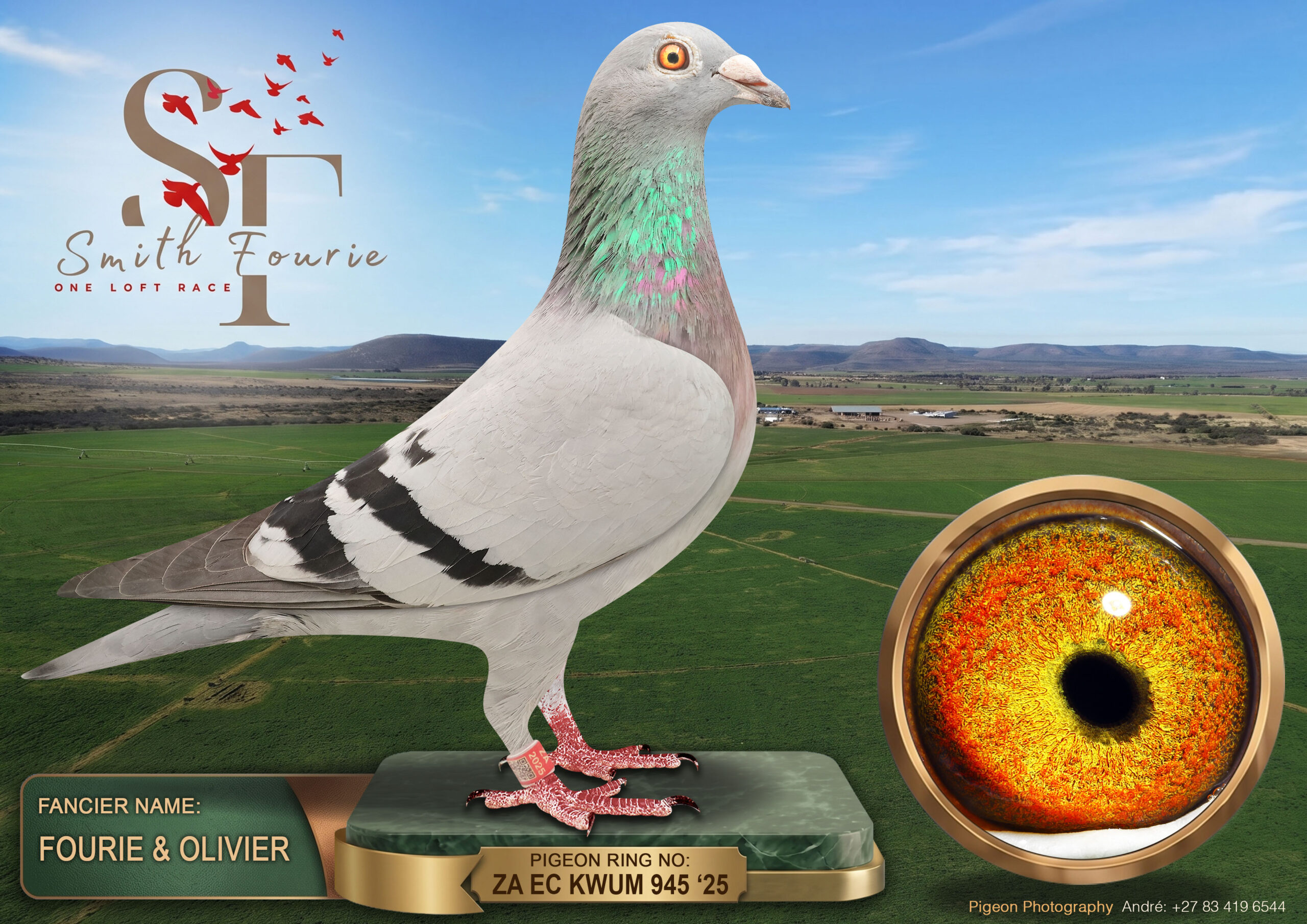 LOT 94: ZA 25 KWUM 945 (H) – ENTERED BY: FOURIE & OLIVIER – A blue-bar hen combining Tom Lock and the 810 Sablon Collection. THE SIRE, “KWUM 77”, is bred from the double winner “3961” and the “WIT OOG HEN”. THE DAM, “KAROO 118”, carries Brother Dream and JBM’s Girl breeding. – SEE PEDIGREE !!!