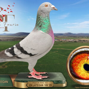 LOT 91: ZA 25 LATEGAN 189 (H) – ENTERED BY: JANNIE LATEGAN – A blue-bar hen combining Out of Africa families and Tom Lock breeding. THE SIRE brings Quick Flight, Braveheart and Hermans/Clausing lines. THE DAM is linebred to the noted Tom Lock pairing Juan 2 × Hermien. – SEE PEDIGREE !!!