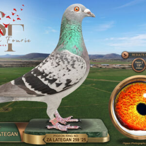 LOT 38: ZA 25 LATEGAN 259 (H) – ENTERED BY: JANNIE LATEGAN – 5TH RACE 4 – 19TH RACE 2 – 56TH ACE PIGEON – 71ST FINAL RACE – A blue-check hen bred from a grandson of the Webster super pair, paired to a Tom Lock/Sablon hen carrying Juan 2, Superbreeder 810 and Golden Girl ancestry – SEE PEDIGREE !!!