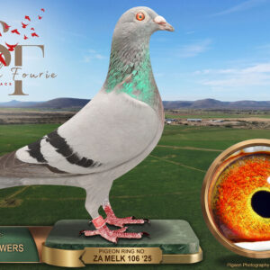LOT 103: ZA 25 MELK 106 (H) – ENTERED BY: AUSTIN POWERS – 144TH RACE 1 – 294 KM  75TH RACE 2 – 448 KM  181ST RACE 3 – 565 KM  179TH RACE 4 – 300 KM