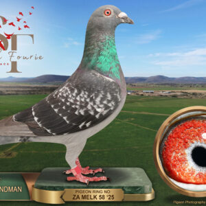 LOT 62: ZA 25 MELK 58 (C) – ENTERED BY: GERDIE LANDMAN – 25TH RACE 4 – 25TH RACE 6 – 27TH RACE 1 – 45TH ACE PIGEON – A blue-check cock that recorded two 25th places over 300 km and 598 km, together with 27th in the opening race.