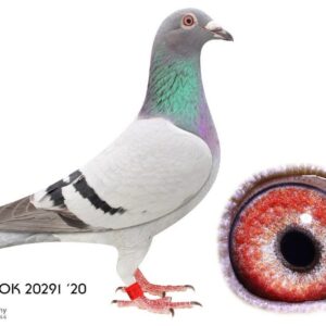 LOT 3: ZA 20 NOK 20291 (H) – GABY VANDENABEELE – BLIKSEM 34 × FEDERATION ACE HEN – BERTUS NEL  An outstanding blue breeding hen from the famous BLIKSEM and WITTENBUIK bloodlines. Already a proven producer, the dam of PIETER 2869, 10th Ace Pigeon Diaz Loft 2022, and ZA 12271, 6th Ace Pigeon NBHU Union Long Distance 2025. The sire, BLIKSEM 34, is a proven breeder of top Combine and Federation performers. The dam, ZA 14 00535, is a double Federation winner and Ace Pigeon. Exceptional proven racing and breeding genetics - SEE PEDIGREE !!!