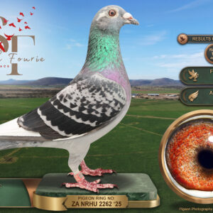 LOT 13: ZA 25 NRHU 2262 (C) - ENTERED BY: J + K - 17TH FINAL RACE - 5TH ACE PIGEON - 14TH RACE 5 - A check white-flight cock bred by Jackie Pieterse, combining Oswald Van Loon with Tom Lock × Goosen breeding. THE SIRE: 06541/2023, an Oswald Van Loon cock bred from 0751/2014 × 0027/2017. THE DAM: 4471/2021, a Tom Lock × Goosen hen bred from 3006/2019 × 0525/2018. A top-five Ace Pigeon with a further 14th placing in Race 5 and 17th in the final - SEE PEDIGREE !!!