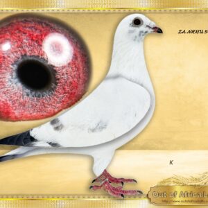 LOT 4: ZA NRHU 5409/25 (H) -   “ GOED GRIJS 5409 “ -  The sire line has proven themselves in S.A already.  WOW! Perfect in the hand. Very well balanced. Silky soft feathering.  MEGA CLASS!!!!!  HIGHLY RECOMMENDED! – DO NOT MISS THIS SUPER PIGEON!!!!!        This line is making an impact in S.A. with very few of them imported.  9th Afrika Pro Final & Blue Jacket Winner 2026, 1st SAIPR Capetown Final 2026 all carry this blood.  This line bred OOA & LEN KNOETZE - ZA GRPF 0469/25- "SPEEDY GRIJZ” - AFRIKA PRO ENTRANT- 89th GREEN JACKET - THE SIRE: ZA NOK CAS 171/25 - A super cock. 1/2 Brother, same sire to  ZA NOK CAS 994/25- Sire to ZA VPU 2570/25, 5th Final SAIPR Summer Race 2026- Bred by Ninja Lofts. - HIS DAM: ZA OERF 5182/24- " BEAUTY GOED GRIJS" - Linebred to famous GOED GRIJS. Full sister to the sire of ZA GPU 9324/25 - 1st Ace East Rand Section, Y/B - Bred by PATMOS- H Pienaar.     Full sister to ZA OERF 5099/24- Gsire to ZA VPU 0421/25- SAIPR ENTRANT-15th Final,  17th Hot Spot Ace SAIPR WINTER & 16th Grand Averages Ace - SEE PEDIGREE !!!