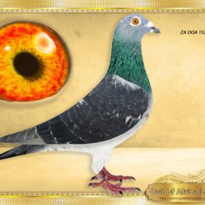 LOT 9: ZA OOA 152/25 (C) - “ 3RD GREEN JACKET AFRIKA PrO LINE 2026 “  -   Superb cock!  Closely related to ZA OOA 345/25 - SAIPR SUMMER LOFT ENTRANT 2026  - 7th Final, 19th Ace Grand Averages ,Edenburg, 444km, vel 1144- SEE PEDIGREE  Closely related to ZA VPU 4488/25- "TURBO 810" - AFRIKA PRO ENTRANT – SEE INFO ATTACKED  3rd GREEN JACKET - $7050 Winner.  109th Final AFRIKA PRO FINAL 2026  Dam to ZA OOA 345/25 - SAIPR SUMM     THE SIRE: ZA VPU 1668/24 – “FIREFOX KITTEL 1668 “ - Linebred to ALL THE LEGENDS IN ONE "KITTEL" "GREIPEL" NEW KITTEL"2 X SUPER SPRINT KITTEL 264" - THE DAM: ZA VPU 1607/24 - " PIED TURBO KITTEL "- Super hen!!  1/2 Sister on dam side to ZA OOA 345/25 - SAIPR SUMMER LOFT ENTRANT 2026  - 7th Final, 19th Ace Grand Averages ,Edenburg, 444km, vel 1144- SEE PEDIGREE !!!!