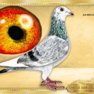 LOT 6: ZA OOA 55/25  (H) - “ MISS PERFECT GRIZZLE 55 “  ***** MEGA EXCLUSIVE *****  Personally I believe this is THE NEXT SUPER SPEED LINE IN S.A.!!  HAND PICKED FOR THIS AUCTION!!!! NEXT LEVEL ABSOLUTELE SPECIMAN.  WOW! What a pigeon in my hand! NEXT LEVEL CLASS! Super wings! Perfectly balanced. One of the best handling hens we bred thus far. 11 Flighter both sides.   The IMMEDIATE impact this line has made with 2 nestmates can not be ignored.  Closely related to our TOM LOCK X WHITEMAN super stars at AFRIKA PRO 2026  Granddaughter to BELG 6218811/22 - " MISS UNIQUE WHITE " COLLECTOR'S ITEM!-Her 1st two racer babies entered into Afrika Pro- THE "WHITE MAN LINE" is one of the top Speed Families in The World with over 300 wins in the past 5 years - Her grandsire BELG 6233751/21- "FULL BROTHER WHITE MAN " - Sire to BELG 6050335/22-10th Ace COSTA DEL SOL One Loft!  1ST WORLD BEST PIGEON SD FCI - SEE PEDIGREE !!!