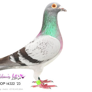 Lot 2: 14322 ZAOP 2023 (C) - Super cock. Bred from the basis of the Turbo Queen line. 3rd Generation of super birds at Madeleine's Loft. 49th Kokstad 1 EPPU - 2024 (Basketed extra as sale pigeon) 8th East London EPPU – 2024 12th Mthatha 4 EPPU – 2024 Sire is 05822 “Andre” first ever union winner bird for Madeleine’s Loft. Sire to “Andre” is direct son to Turbo Queen. Dam linage is from the famous Chris & Bles line. Dam is 05803 “Olivia” (Lot 10) a super racer and breeder. Intensely inbred to the famous Chris & Bles line and twice to “Turbo Tom” himself. A cracker of a hen. - SEE PEDIGREE !!!